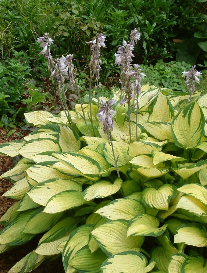Hosta fortunei 'Gold Standard'
